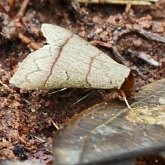 Insectes - Papillons de nuit (Heterocera), autres