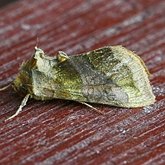 Insectes - Papillons de nuit (Lepidoptera, Heterocera) : Noctuoidea