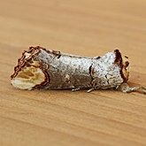 Insectes - Papillons de nuit (Lepidoptera, Heterocera) : Noctuoidea