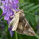 Insectes - Papillons de nuit (Lepidoptera, Heterocera) : Noctuoidea