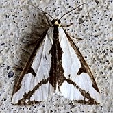 Insectes - Papillons de nuit (Lepidoptera, Heterocera) : Noctuoidea