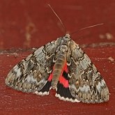 Insectes - Papillons de nuit (Lepidoptera, Heterocera) : Noctuoidea