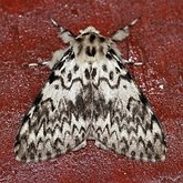 Insectes - Papillons de nuit (Lepidoptera, Heterocera) : Noctuoidea