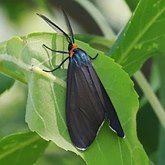 Insectes - Papillons de nuit (Lepidoptera, Heterocera) : Noctuoidea