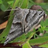 Insectes - Papillons de nuit (Lepidoptera, Heterocera) : Noctuoidea