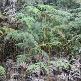 Rośliny, pozostałe - Paprocie