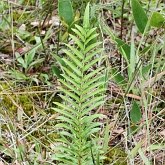 Rośliny, pozostałe - Paprocie