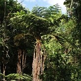 Rośliny, pozostałe - Paprocie