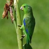 Ptaki Non Passeriformes - Papugi