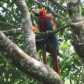 Ptaki Non Passeriformes - Papugi