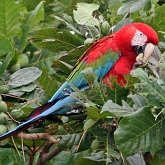 Ptaki Non Passeriformes - Papugi