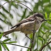 Birds Passeriformes - Paridae (Tits, Chickadees)