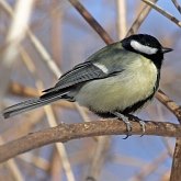 Birds Passeriformes - Paridae (Tits, Chickadees)