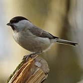 Birds Passeriformes - Paridae (Tits, Chickadees)