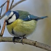 Ptaki Passeriformes - Paridae (sikory)