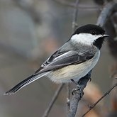 Ptaki Passeriformes - Paridae (sikory)