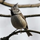 Ptaki Passeriformes - Paridae (sikory)