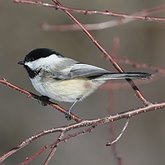 Oiseaux Passeriformes - Parid&#233;s