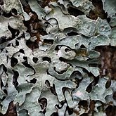Parmelia sulcata