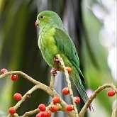 Birds Non Passeriformes - Parrots