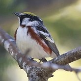 Birds Passeriformes - Parulidae (New World Warblers)