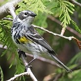 Birds Passeriformes - Parulidae (New World Warblers)