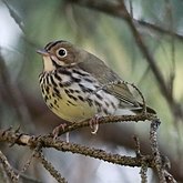 Birds Passeriformes - Parulidae (New World Warblers)