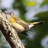 Ptaki Passeriformes - Parulidae (las&#243;wki)