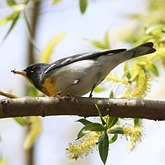 Ptaki Passeriformes - Parulidae (las&#243;wki)