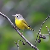 Ptaki Passeriformes - Parulidae (lasówki)