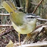 Ptaki Passeriformes - Parulidae (las&#243;wki)