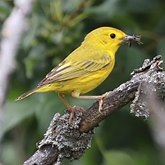 Aves Passeriformes - Parulidae (pula-pulas, mariquitas e afins)