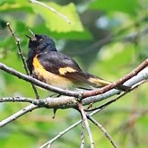 Aves Passeriformes - Parulidae (pula-pulas, mariquitas e afins)