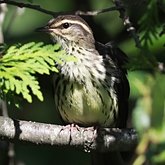 Aves Passeriformes - Parulidae (pula-pulas, mariquitas e afins)