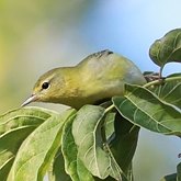Aves Passeriformes - Parulidae (pula-pulas, mariquitas e afins)