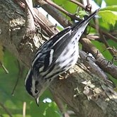 Oiseaux Passeriformes - Parulidés