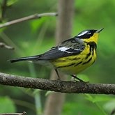 Oiseaux Passeriformes - Parulid&#233;s