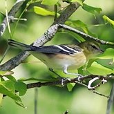 Oiseaux Passeriformes - Parulid&#233;s