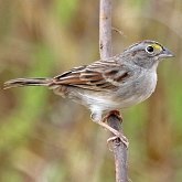 Aves Passeriformes - Passerellidae