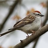 Oiseaux Passeriformes - Passerellidae