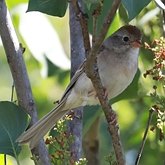 Aves Passeriformes - Passerellidae