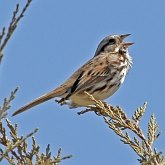 Aves Passeriformes - Passerellidae