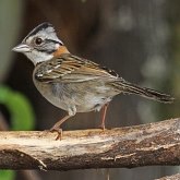 Birds Passeriformes - Passerellidae (New World Sparrows and allies)