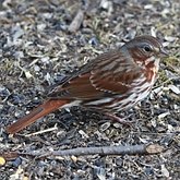 Birds Passeriformes - Passerellidae (New World Sparrows and allies)