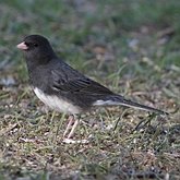 Birds Passeriformes - Passerellidae (New World Sparrows and allies)