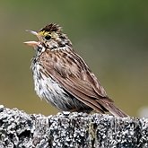 Birds Passeriformes - Passerellidae (New World Sparrows and allies)