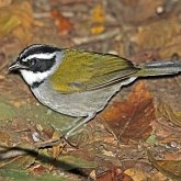 Birds Passeriformes - Passerellidae (New World Sparrows and allies)
