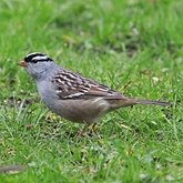 Ptaki Passeriformes - Passerellidae (pasówki)