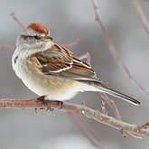 Ptaki Passeriformes - Passerellidae (pas&#243;wki)