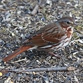 Ptaki Passeriformes - Passerellidae (pas&#243;wki)